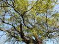 함양리 회화나무 가지 썸네일 이미지