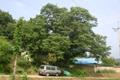 통삼리 느티나무 썸네일 이미지