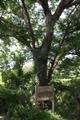 박곡리 느티나무 썸네일 이미지