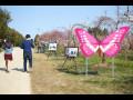 제7회 땅끝매화축제 사진전과 관람객 썸네일 이미지